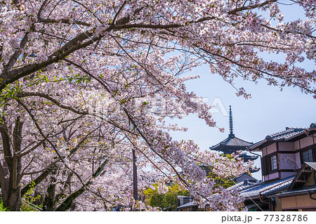 京都　ねねの道の桜と八坂の塔 77328786