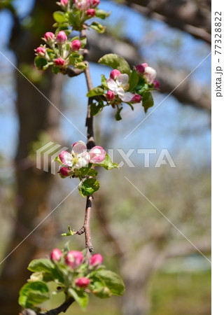 花咲く林檎秋映えの花の写真素材 7732