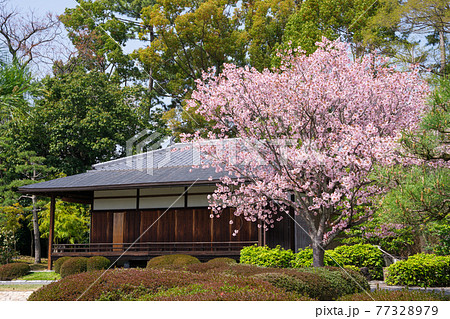 京都　二条城　清流園の香雲亭(こううんてい)と桜 77328979