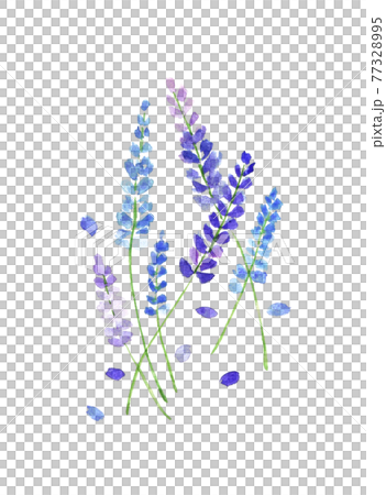 薰衣草水彩 薰衣草水彩 77328995