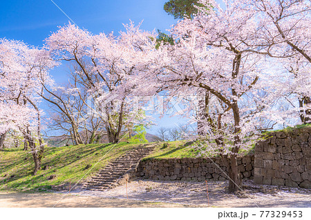《福島県》鶴ヶ城公園の桜 77329453