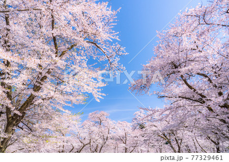 《福島県》鶴ヶ城公園の桜 《福島県》鶴ヶ城公園の桜 77329461