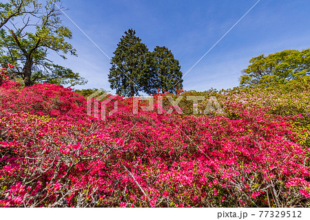 (静岡県)東伊豆、小室山 ツツジトンネル (静岡県)東伊豆、小室山 ツツジトンネル 77329512