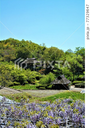 八塔寺ふるさと村、春初夏の風景、藤の花と背景の山の緑、かやぶき屋根の風景が美しい、日本の原風景、縦 八塔寺ふるさと村、春初夏の風景、藤の花と背景の山の緑、かやぶき屋根の風景が美しい、日本の原風景、縦 77329647