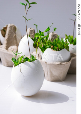 Fresh micro greens. Microgreens of arugula and cress grow in white egg shell. Cardboard boxes with seedlings in eggshell. Sprouts. Seedlings without plastic. Growing microgreens at home 77329728