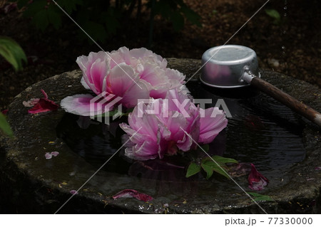 水鉢に浮かぶ牡丹の花と手杓 77330000
