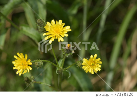 三輪のコウゾリナの花 三輪のコウゾリナの花 77330220