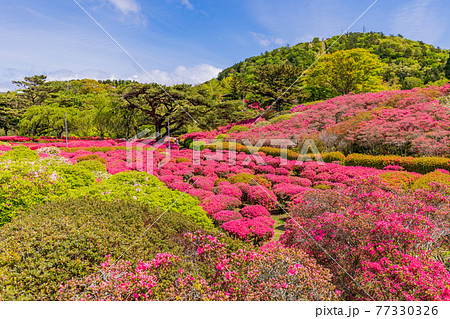 静岡県 東伊豆 小室山 満開のツツジの写真素材