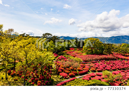 (静岡県)東伊豆・小室山 満開のツツジ (静岡県)東伊豆・小室山 満開のツツジ 77330374