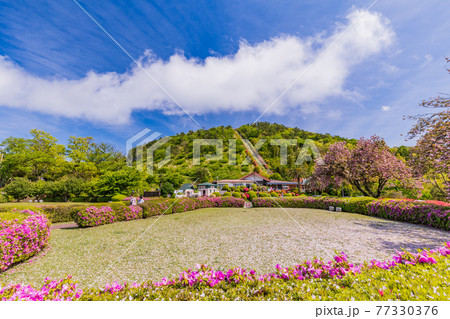 (静岡県)東伊豆・小室山 満開のツツジ (静岡県)東伊豆・小室山 満開のツツジ 77330376