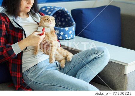 Woman hold British redhead cat and combs it fur at home. Woman hold British redhead cat and combs it fur at home. 77330823