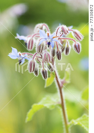 ボリジ　滝野すずらん丘陵公園 77330872
