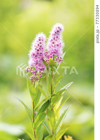 ホザキシモツケ 苫小牧市 ホザキシモツケ 苫小牧市 77330894