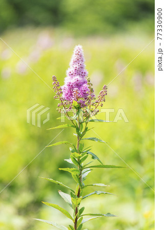 ホザキシモツケ 苫小牧市 ホザキシモツケ 苫小牧市 77330900