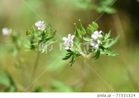 アメリカフウロ（亜米利加風露） 77331324