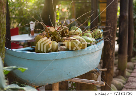 many coconuts with roots lie in a blue ornamental boat, an outdoor park 77331750