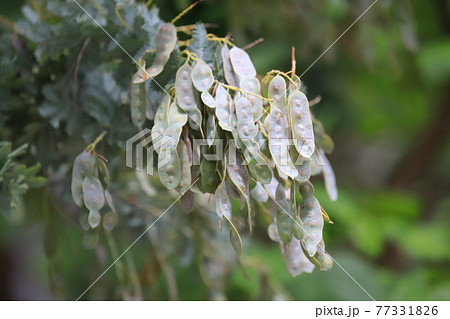 ミモザアカシアの種子　 77331826