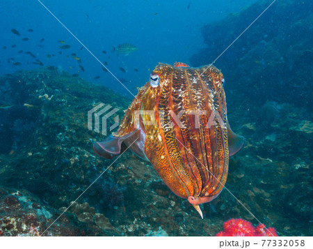珊瑚礁を漂うトラフコウイカ (リチェリューロック、スリン海洋国立公園、タイ王国) 珊瑚礁を漂うトラフコウイカ (リチェリューロック、スリン海洋国立公園、タイ王国) 77332058