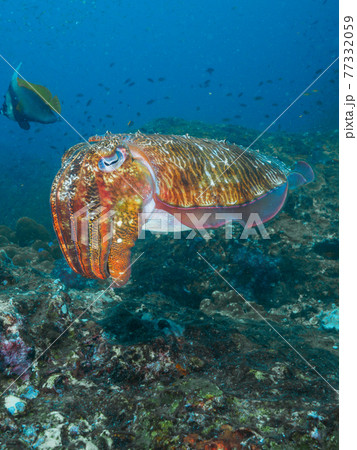 珊瑚礁を漂うトラフコウイカ (リチェリューロック、スリン海洋国立公園、タイ王国) 珊瑚礁を漂うトラフコウイカ (リチェリューロック、スリン海洋国立公園、タイ王国) 77332059
