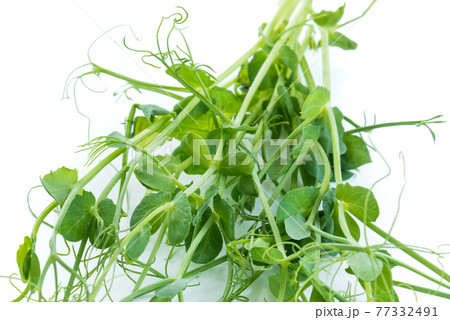 bunch of freshly cut green pea sprouts micro greens bunch of freshly cut green pea sprouts micro greens 77332491