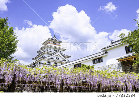 藤の花が見頃を迎えた美しい唐津城(佐賀県唐津市) 藤の花が見頃を迎えた美しい唐津城(佐賀県唐津市) 77332534
