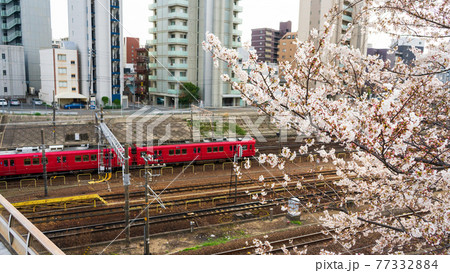 金山 桜 公園 電車 77332884