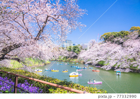 《東京都》千鳥ヶ淵・桜の名所 77332990