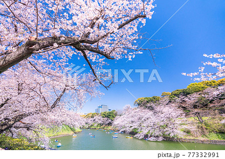 《東京都》千鳥ヶ淵・桜の名所 77332991