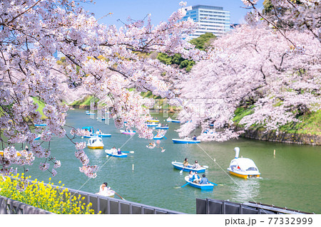 《東京都》千鳥ヶ淵・桜の名所 77332999