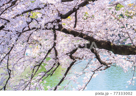《東京都》千鳥ヶ淵・桜の名所 《東京都》千鳥ヶ淵・桜の名所 77333002