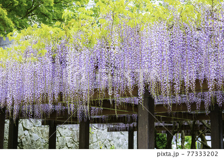 唐津城の見頃を迎えた美しい藤棚 佐賀県唐津市 の写真素材