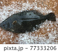 ヒラメ 77333206