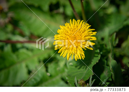 春風に揺られるタンポポの花の写真素材