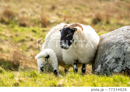 A blackface sheep family in a field in County Donegal - Ireland A blackface sheep family in a field in County Donegal - Ireland 77334026