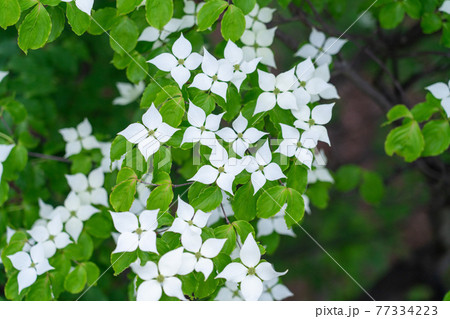 写真素材　やまぼうしの花 77334223