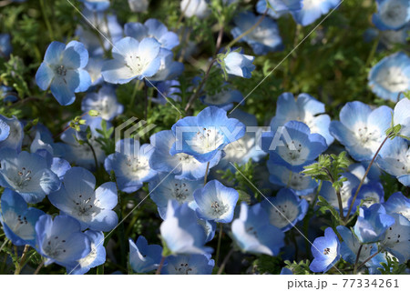 ネモフィラ　メンジェシー 77334261