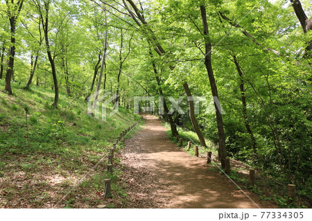 新緑の小径が続く都立浅間山公園 新緑の小径が続く都立浅間山公園 77334305