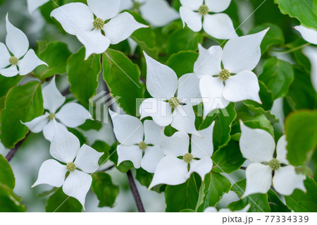 写真素材　やまぼうしの花 77334339