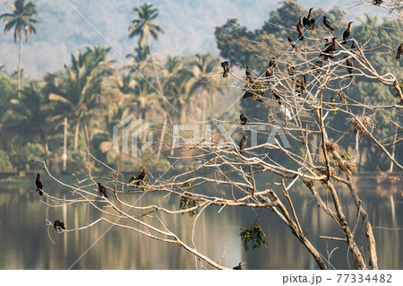 Carambolim Lake, Goa, India. The Indian Cormorants Sits On Tree Branches In Sunny Morning. Indian Shag Phalacrocorax Fuscicollis Is A Member Of The Cormorant Family Carambolim Lake, Goa, India. The Indian Cormorants Sits On Tree Branches In Sunny Morning. Indian Shag Phalacrocorax Fuscicollis Is A Member Of The Cormorant Family 77334482