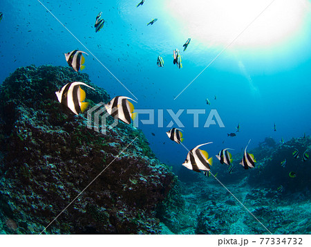 珊瑚礁を泳ぐハタタテダイの群れ (ランギロア、ツアモツ、仏領ポリネシア) 珊瑚礁を泳ぐハタタテダイの群れ (ランギロア、ツアモツ、仏領ポリネシア) 77334732