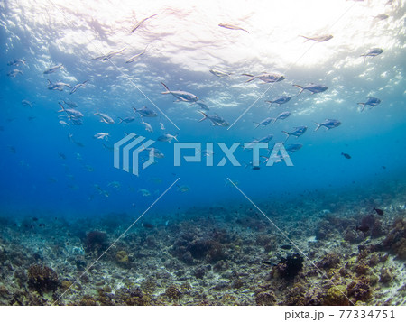 コバンアジの群れ (ランギロア、ツアモツ、仏領ポリネシア) コバンアジの群れ (ランギロア、ツアモツ、仏領ポリネシア) 77334751