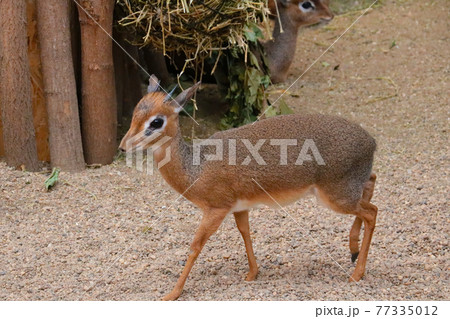 Dikdiki is a genus of miniature bovids, belonging to the subfamily of true antelopes. Dikdiki are common in savannas and semi-deserts of central and eastern Africa. Dikdiki is a genus of miniature bovids, belonging to the subfamily of true antelopes. Dikdiki are common in savannas and semi-deserts of central and eastern Africa. 77335012
