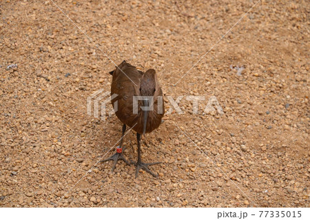 Top view of a dark bird on a sand background. 77335015