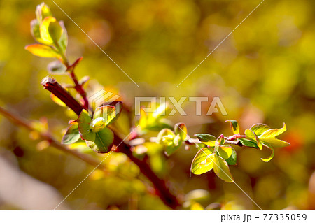 Close-up on a young green branch of an apple tree or bush that blooms in the spring in a garden or park. 77335059
