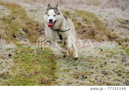 riding dog of the Siberian Husky breed in the woods on a walk, morning frosts on the grass in late autumn. 77335148