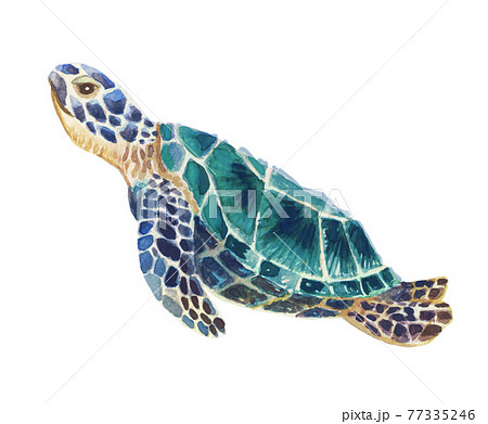 水彩画>優雅に泳ぐ青いウミガメの手描き水彩画イラストのイラスト素材