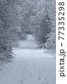 Country road through the winter forest. 77335298