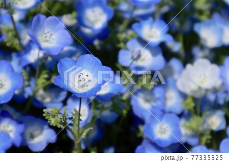 ネモフィラ 77335325