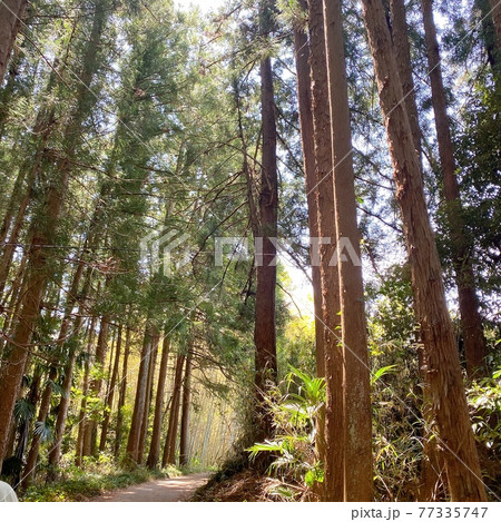 キャンプの景色山の中 キャンプの景色山の中 77335747