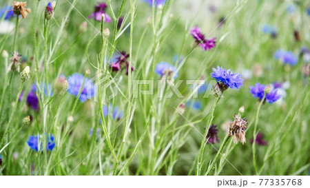 Summer Cornflower Centaurea Cyanus Blue flower web banner. Blooming colorful cornflowers. Glade of cornflowers, macro of cornflower field Summer Cornflower Centaurea Cyanus Blue flower web banner. Blooming colorful cornflowers. Glade of cornflowers, macro of cornflower field 77335768